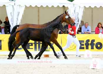 Pferdefotografie Gitta Gesing