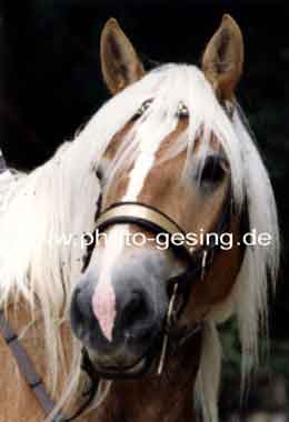 Kaltblut