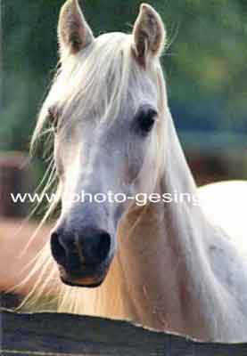 Araber 