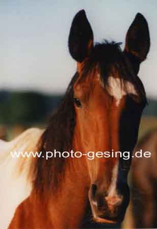 Warmblut
