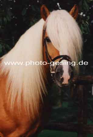 Haflinger