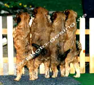 Tibet Terrier