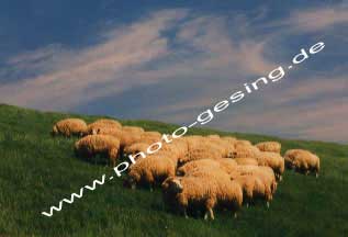 Schafe