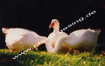 Gnse