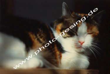 Hauskatze