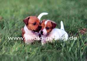 Jack Russel Terrier