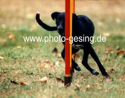 Mischling