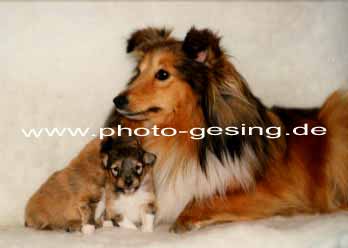 Sheltie